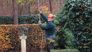 rooien en verwijderen van bomen uit de achtertuin 